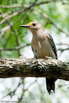 Golden-fronted Woodpecker