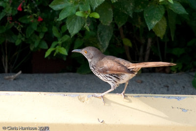 Long-billed Thrasher