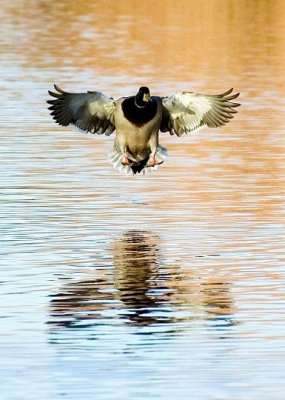 Duck landing
