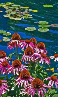 UNM flower pond