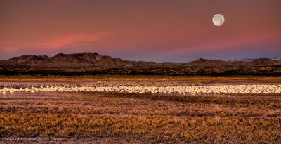 Bosque Moon Set