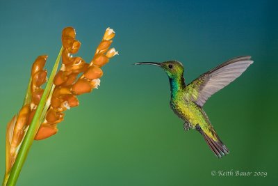 Green-breasted-mango