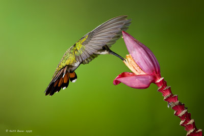 Green-breasted-Mango