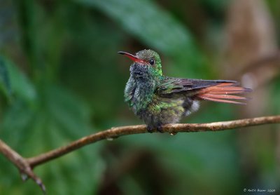 Rufous-tailed-Hummingbird