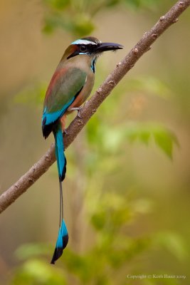 Turquoise-Browed-Motmot