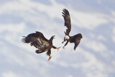 Bald Eagles - Mid Air Fight
