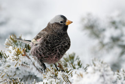 Black Rosy Finch