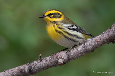 Townsends Warbler