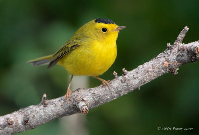 Wilsons Warbler