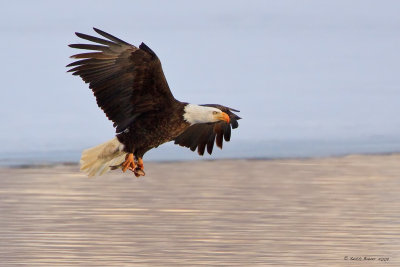 Bald Eagle with Lunch