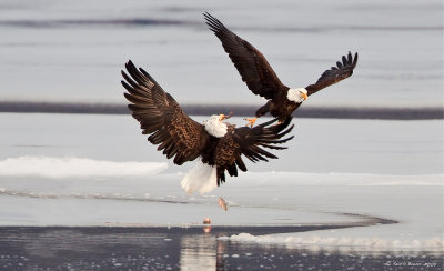 Bald Eagle Fight for Food