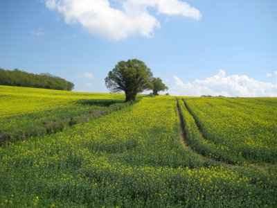 Spring in France (Cher)
