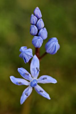 Zweiblttriger Blaustern (Scilla bifolia) 2