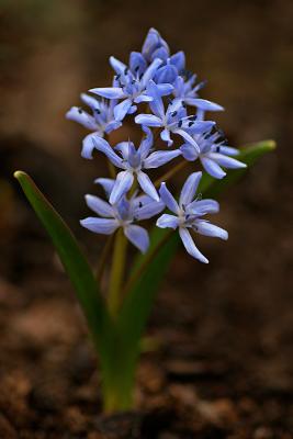 Zweiblättriger Blaustern (Scilla bifolia) 3