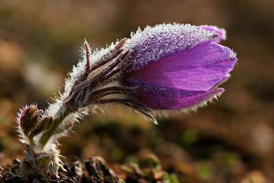Küchenschelle (Pulsatilla vulgaris) 6
