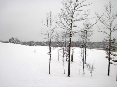 trees-out-back.jpg