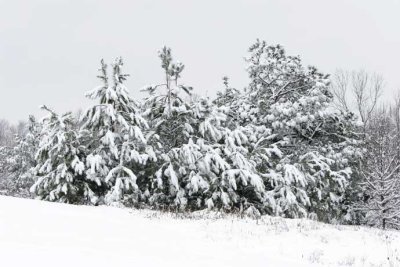 snow