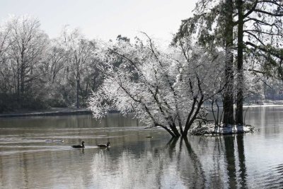 Ducks on frozen pond