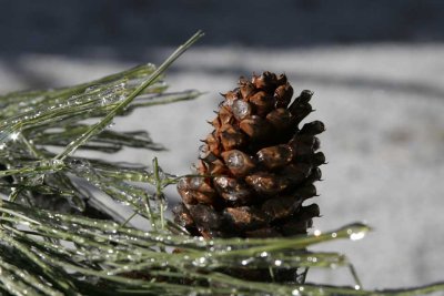 pine