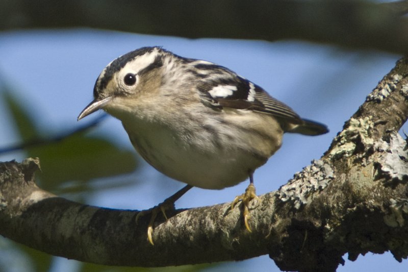 Black and White Warbler