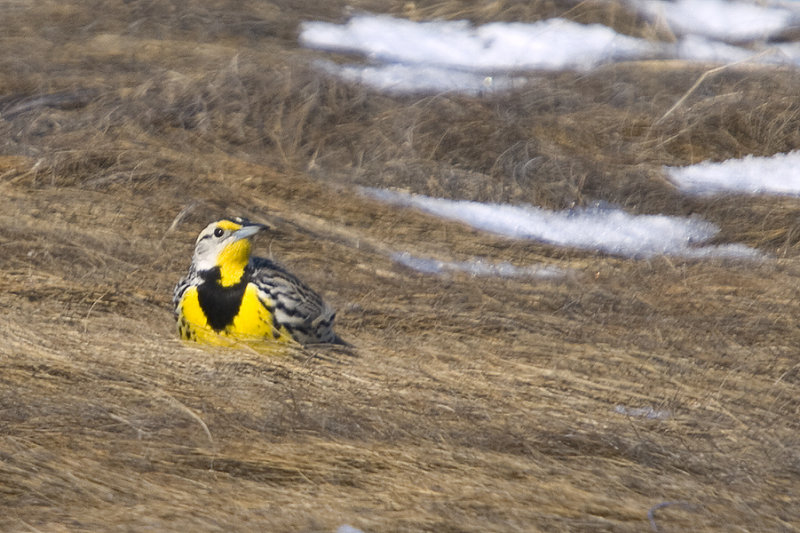 Eastern Meadowlark