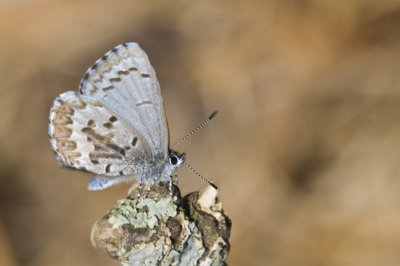 Eastern Tailed-Blue butterfly