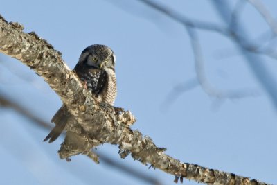 Hawk Owl 2