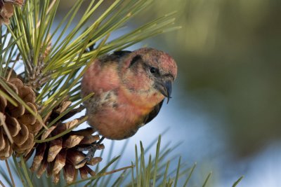 Crossbill 2