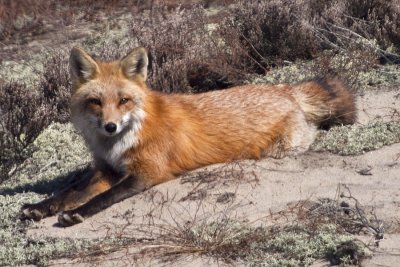 Lazy Brown Fox