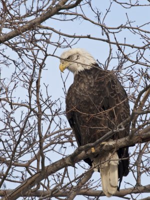 Bald eagle 2