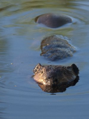 Beaver in Pike's Bridge rd. pond