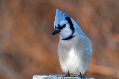 Blue Jay