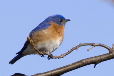 bluebird 271-22