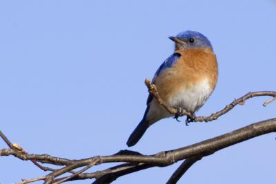bluebird 271-28