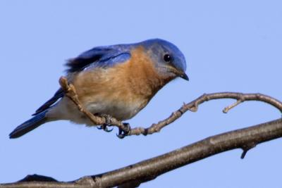 bluebird 272-8