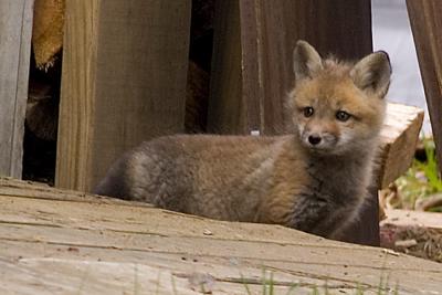 baby  fox