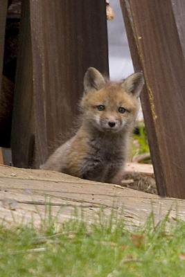 baby fox