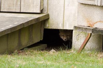 baby  fox peaking out