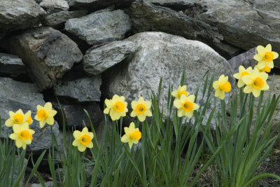 355-15 daffodils