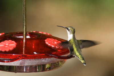 374-0055 hummingbird