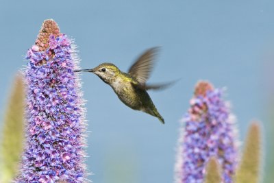 Hummingbird, CA