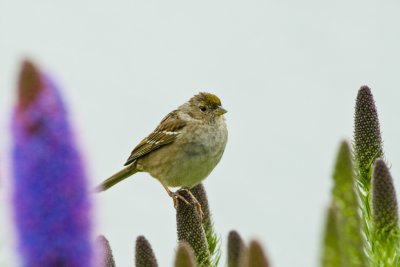 Sparrow, CA