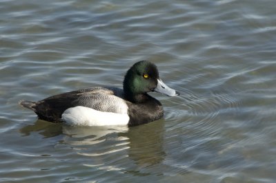 Greater Scaup, CA