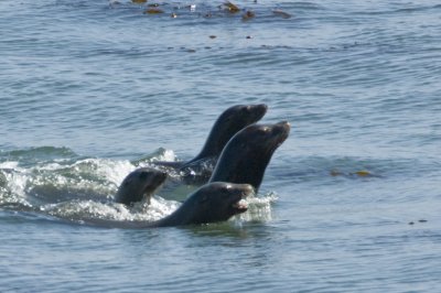 Sea Lions