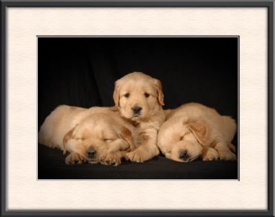 5 Golden Retriever Pups - 4 1/2 Weeks Old in the Studio
