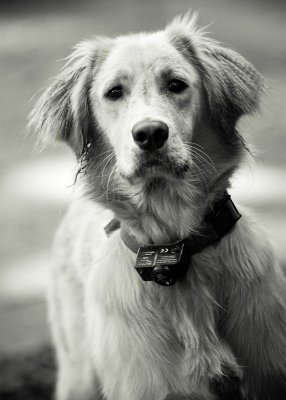 Puppy Portraits