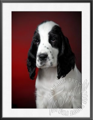 GerstnerPup_9603.jpg