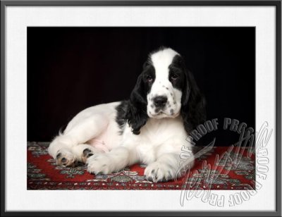 GerstnerPup_9641.jpg
