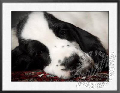 GerstnerPup_9716.jpg