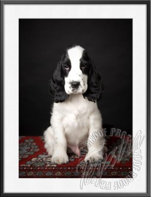 GerstnerPup_9615.jpg